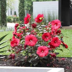 Fast Growing Trees See All Flowering Trees Midnight Marvel Hardy Hibiscus