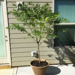 Fast Growing Trees Milkweed Plant See All Shrubs & Hedges 10 Fast Growing Trees Milkweed Plant See All Shrubs & Hedges