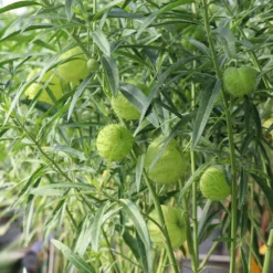 Fast Growing Trees Milkweed Plant See All Shrubs & Hedges 12 Fast Growing Trees Milkweed Plant See All Shrubs & Hedges