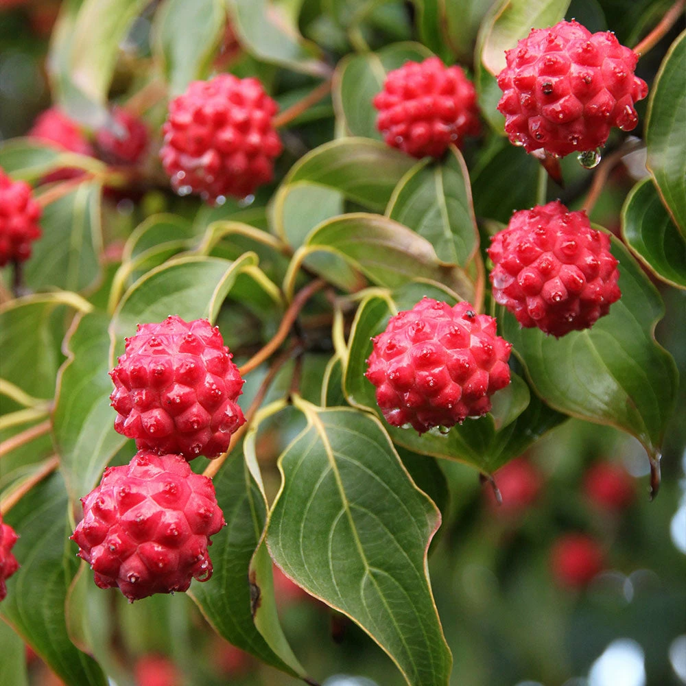 Fast Growing Trees Dogwood Trees Milky Way Chinese Dogwood Tree 5 Fast Growing Trees Dogwood Trees Milky Way Chinese Dogwood Tree