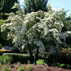 Fast Growing Trees Dogwood Trees Milky Way Chinese Dogwood Tree