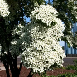 Fast Growing Trees Dogwood Trees Milky Way Chinese Dogwood Tree 10 Fast Growing Trees Dogwood Trees Milky Way Chinese Dogwood Tree