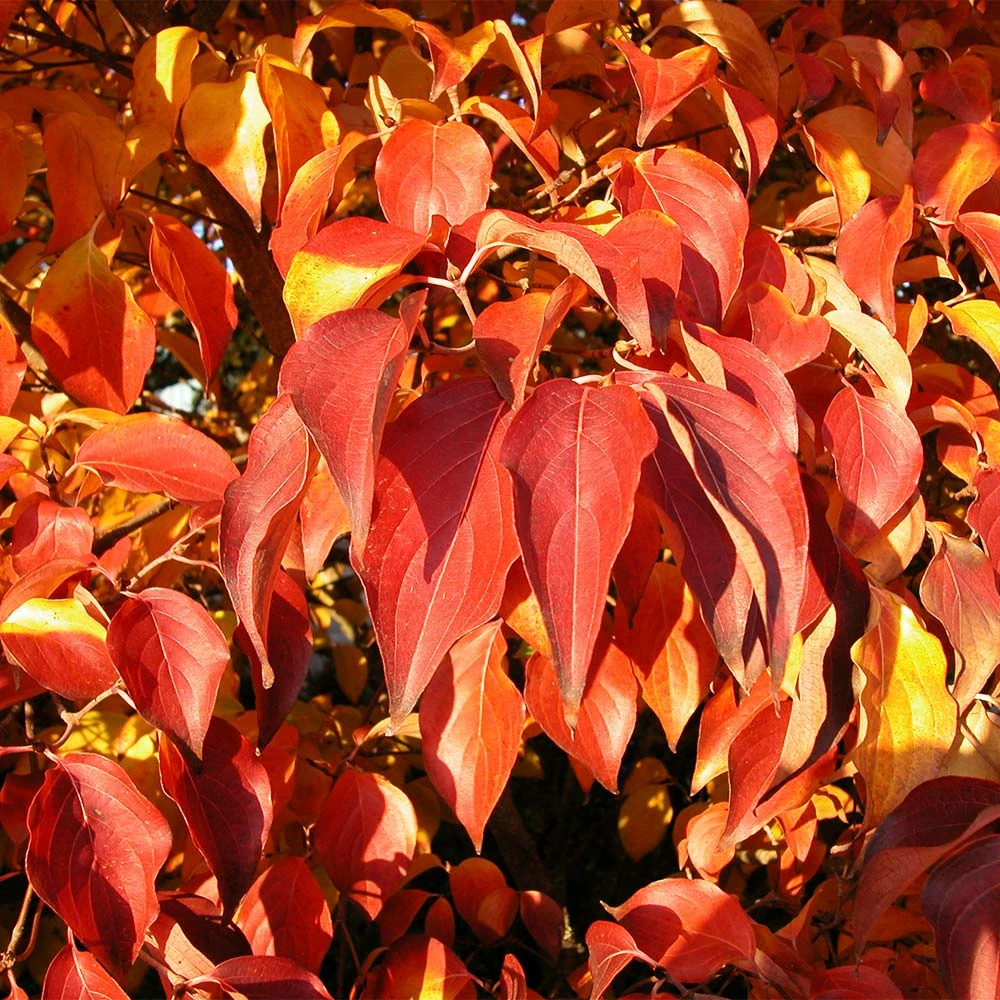Fast Growing Trees Dogwood Trees Milky Way Chinese Dogwood Tree 7 Fast Growing Trees Dogwood Trees Milky Way Chinese Dogwood Tree