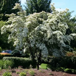 Fast Growing Trees Dogwood Trees Milky Way Chinese Dogwood Tree