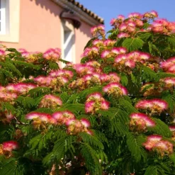 Fast Growing Trees Mimosa Tree Pink Flowers