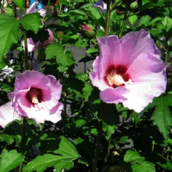 Fast Growing Trees Minerva Rose Of Sharon Althea Shrub