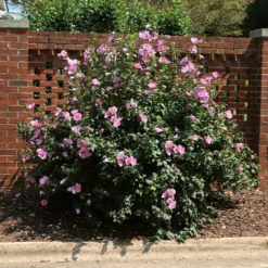 Fast Growing Trees Minerva Rose Of Sharon Althea Shrub