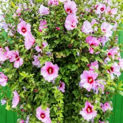 Fast Growing Trees Minerva Rose Of Sharon Althea Shrub