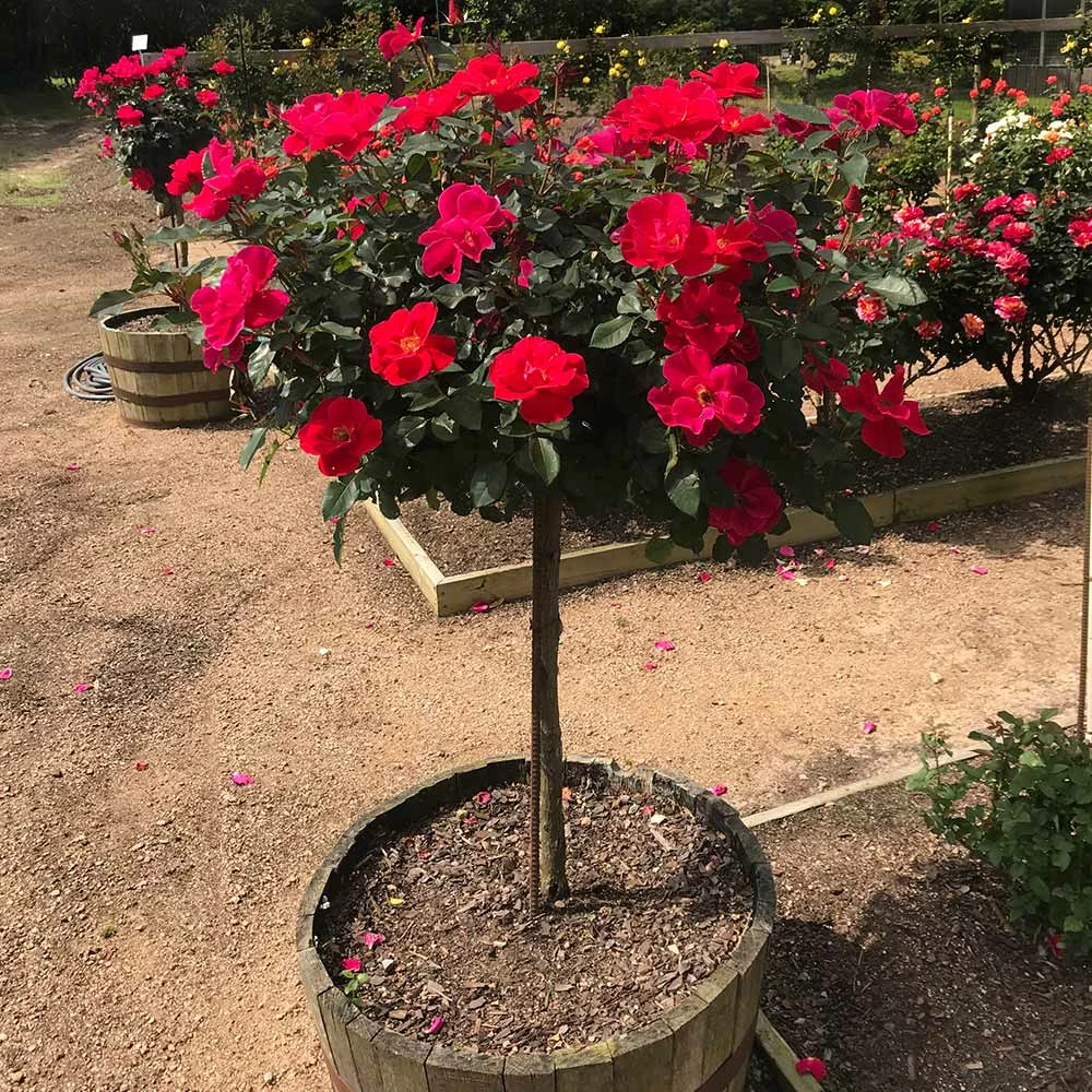 Fast Growing Trees Miracle On The Hudson™ Rose Tree Rose Trees 4 Fast Growing Trees Miracle On The Hudson™ Rose Tree Rose Trees