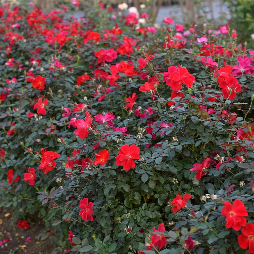 Fast Growing Trees Miracle On The Hudson™ Rose 7 Fast Growing Trees Miracle On The Hudson™ Rose