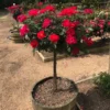 Fast Growing Trees Miracle On The Hudson™ Rose Tree Rose Trees