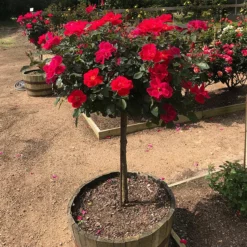 Fast Growing Trees Miracle On The Hudson™ Rose Tree Rose Trees
