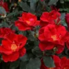 Fast Growing Trees Miracle On The Hudson™ Rose