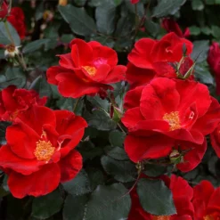 Fast Growing Trees Miracle On The Hudson™ Rose