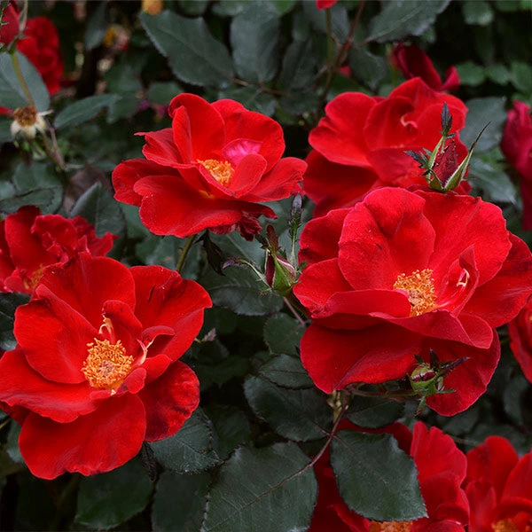 Fast Growing Trees Miracle On The Hudson™ Rose 3 Fast Growing Trees Miracle On The Hudson™ Rose
