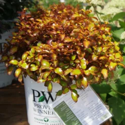 Fast Growing Trees See All Shrubs & Hedges Wax Wings™ Gold Mirror Bush