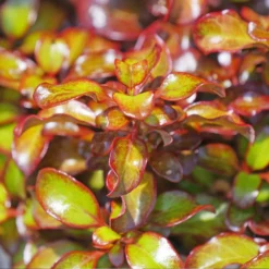 Fast Growing Trees See All Shrubs & Hedges Wax Wings™ Gold Mirror Bush