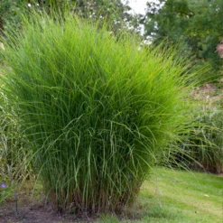Fast Growing Trees Miscanthus Gracillimus (Maiden Grass) Ornamental Grasses 10 Fast Growing Trees Miscanthus Gracillimus (Maiden Grass) Ornamental Grasses
