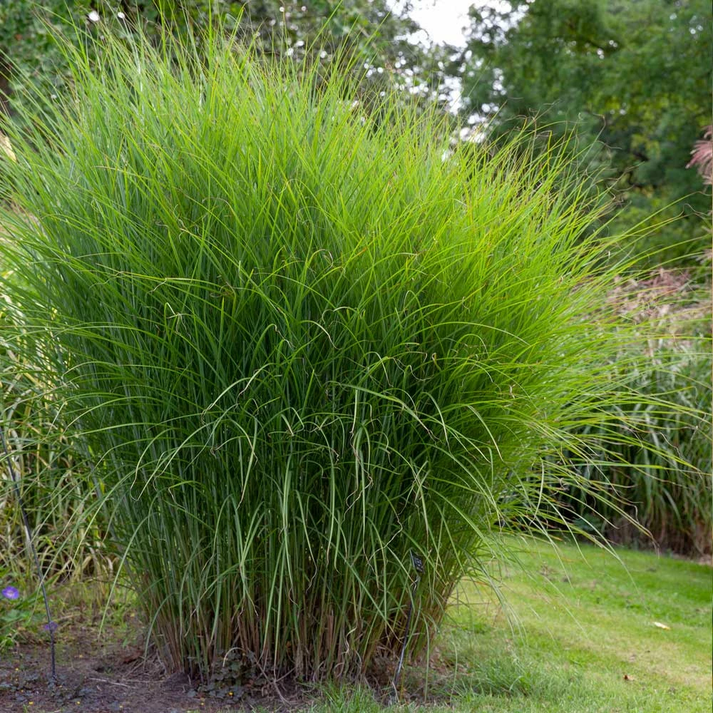 Fast Growing Trees Miscanthus Gracillimus (Maiden Grass) Ornamental Grasses 6 Fast Growing Trees Miscanthus Gracillimus (Maiden Grass) Ornamental Grasses