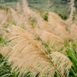 Fast Growing Trees Miscanthus Gracillimus (Maiden Grass) Ornamental Grasses 9 Fast Growing Trees Miscanthus Gracillimus (Maiden Grass) Ornamental Grasses