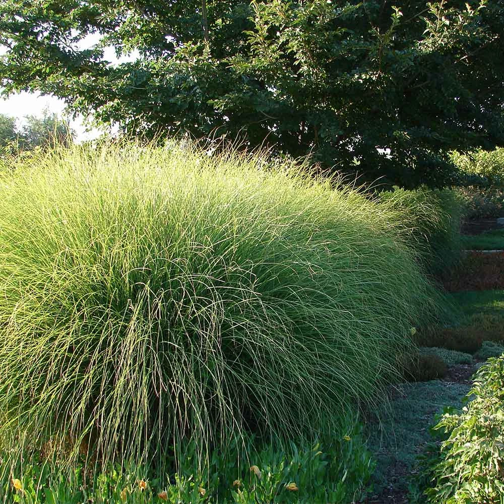 Fast Growing Trees Miscanthus Gracillimus (Maiden Grass) Ornamental Grasses 7 Fast Growing Trees Miscanthus Gracillimus (Maiden Grass) Ornamental Grasses