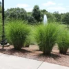 Fast Growing Trees Miscanthus Gracillimus (Maiden Grass) Ornamental Grasses 2 Fast Growing Trees Miscanthus Gracillimus (Maiden Grass) Ornamental Grasses
