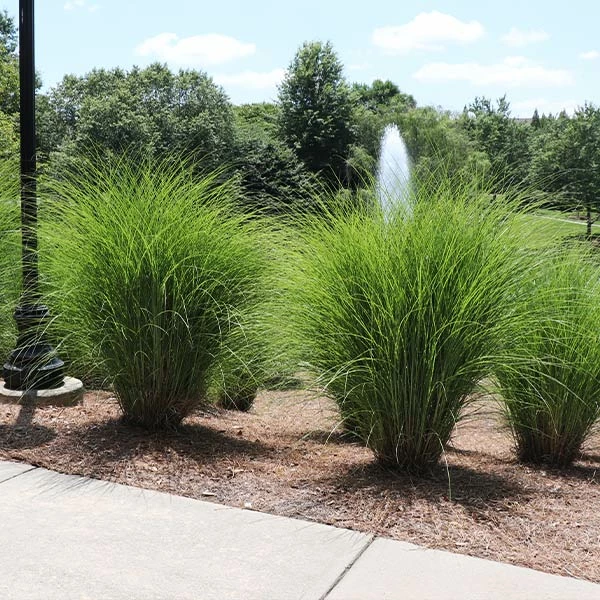 Fast Growing Trees Miscanthus Gracillimus (Maiden Grass) Ornamental Grasses 3 Fast Growing Trees Miscanthus Gracillimus (Maiden Grass) Ornamental Grasses