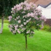 Fast Growing Trees Miss Kim Lilac Tree Lilac Trees 1 Fast Growing Trees Miss Kim Lilac Tree Lilac Trees