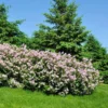 Fast Growing Trees Miss Kim Lilac Shrub