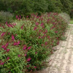 Fast Growing Trees See All Shrubs & Hedges Miss Molly Butterfly Bush