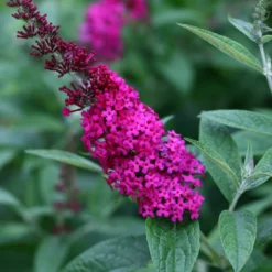 Fast Growing Trees See All Shrubs & Hedges Miss Molly Butterfly Bush