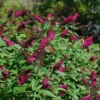 Fast Growing Trees See All Shrubs & Hedges Miss Molly Butterfly Bush
