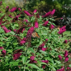 Fast Growing Trees See All Shrubs & Hedges Miss Molly Butterfly Bush