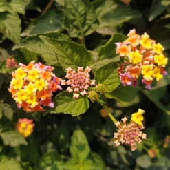 Fast Growing Trees Deer Resistant Plants Miss Huff Lantana