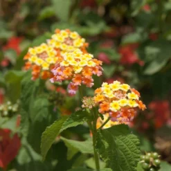 Fast Growing Trees Deer Resistant Plants Miss Huff Lantana