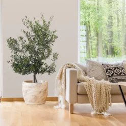 Fast Growing Trees Mission Olive Tree Olive Trees