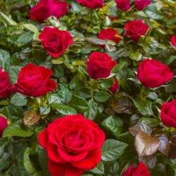 Fast Growing Trees Mister Lincoln Hybrid Tea Rose Roses