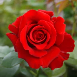 Fast Growing Trees Mister Lincoln Hybrid Tea Rose Roses