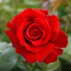Fast Growing Trees Mister Lincoln Hybrid Tea Rose Roses