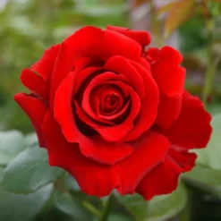 Fast Growing Trees Mister Lincoln Hybrid Tea Rose Roses