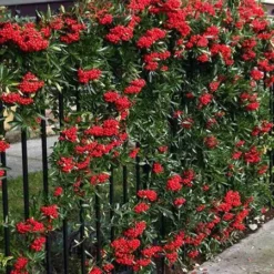 Fast Growing Trees See All Evergreen & Privacy Trees Mohave Pyracantha (Firethorn) Shrub 12 Fast Growing Trees See All Evergreen & Privacy Trees Mohave Pyracantha (Firethorn) Shrub