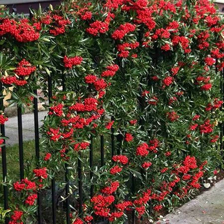 Fast Growing Trees See All Evergreen & Privacy Trees Mohave Pyracantha (Firethorn) Shrub 7 Fast Growing Trees See All Evergreen & Privacy Trees Mohave Pyracantha (Firethorn) Shrub