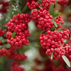 Fast Growing Trees See All Evergreen & Privacy Trees Mohave Pyracantha (Firethorn) Shrub 11 Fast Growing Trees See All Evergreen & Privacy Trees Mohave Pyracantha (Firethorn) Shrub