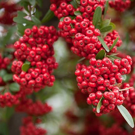 Fast Growing Trees See All Evergreen & Privacy Trees Mohave Pyracantha (Firethorn) Shrub 6 Fast Growing Trees See All Evergreen & Privacy Trees Mohave Pyracantha (Firethorn) Shrub