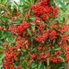 Fast Growing Trees See All Evergreen & Privacy Trees Mohave Pyracantha (Firethorn) Shrub