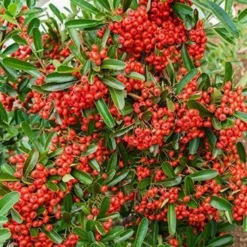 Fast Growing Trees See All Evergreen & Privacy Trees Mohave Pyracantha (Firethorn) Shrub