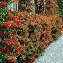 Fast Growing Trees See All Evergreen & Privacy Trees Mohave Pyracantha (Firethorn) Shrub 10 Fast Growing Trees See All Evergreen & Privacy Trees Mohave Pyracantha (Firethorn) Shrub