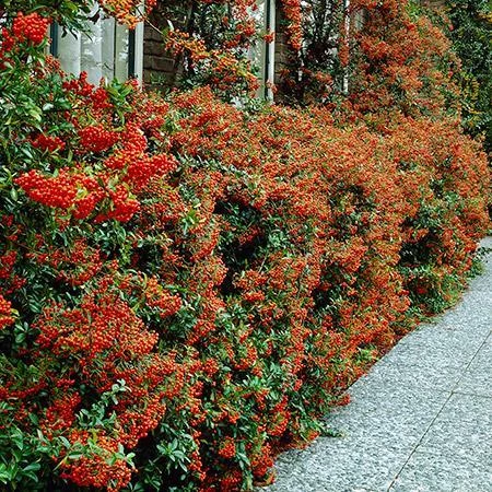 Fast Growing Trees See All Evergreen & Privacy Trees Mohave Pyracantha (Firethorn) Shrub 5 Fast Growing Trees See All Evergreen & Privacy Trees Mohave Pyracantha (Firethorn) Shrub
