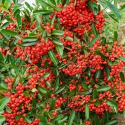 Fast Growing Trees See All Evergreen & Privacy Trees Mohave Pyracantha (Firethorn) Shrub