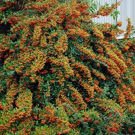 Fast Growing Trees See All Evergreen & Privacy Trees Mohave Pyracantha (Firethorn) Shrub 8 Fast Growing Trees See All Evergreen & Privacy Trees Mohave Pyracantha (Firethorn) Shrub